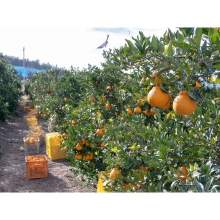 高根の柑橘畑