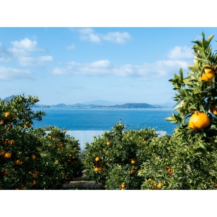 高根島の柑橘畑からの風景