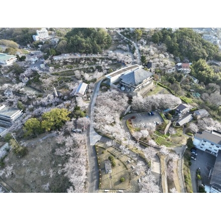 【空撮】桜咲く千光寺公園