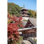 紅葉した西國寺