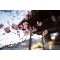 大山寺の梅の花
