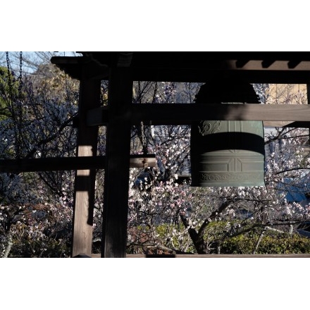 大山寺の鐘楼と梅の花