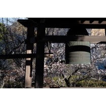大山寺の鐘楼と梅の花