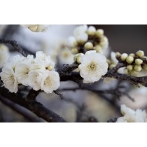 大山寺の梅の花
