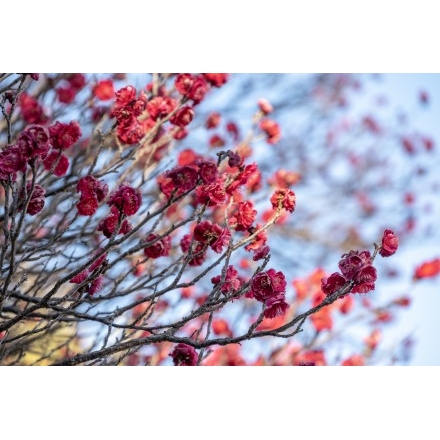 御袖天満宮参道の梅の花（紅梅）