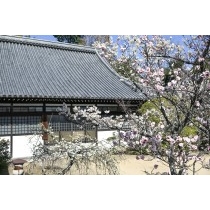 梅が咲く大山寺