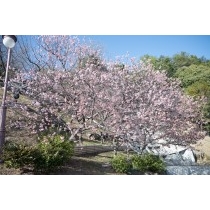 千光寺公園の寒桜