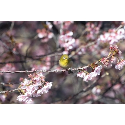 千光寺公園の寒桜とメジロ