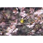 千光寺公園の寒桜とメジロ