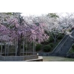 朝日を浴びる千光寺公園の桜