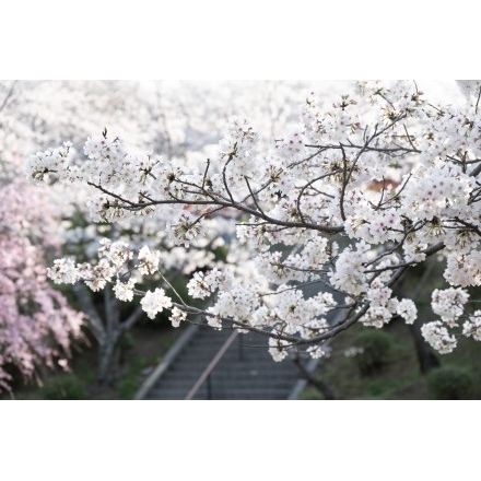 朝日を浴びる千光寺公園の桜