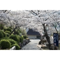 朝日を浴びる千光寺公園の桜