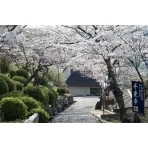朝日を浴びる千光寺公園の桜