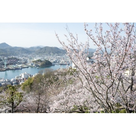 桜越しに見る尾道水道と向島