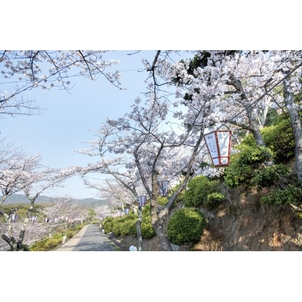 早朝の千光寺公園の桜風景