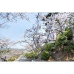 早朝の千光寺公園の桜風景