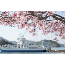 尾道商工会議所そばの大漁桜越しに見る渡船