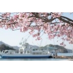 尾道商工会議所そばの大漁桜越しに見る渡船
