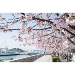 尾道商工会議所そばの大漁桜の並木
