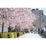 尾道商工会議所そばの河津桜の並木