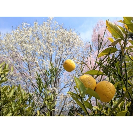 シトラスパーク瀬戸田の柑橘と桜