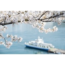 桜越しに見る尾道渡船の桟橋