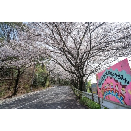 高須小学校の桜坂