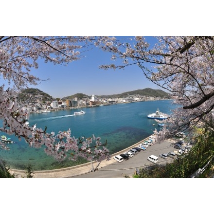 向島の桜