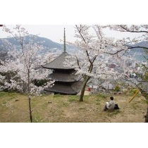 天寧寺と桜