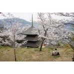 天寧寺と桜