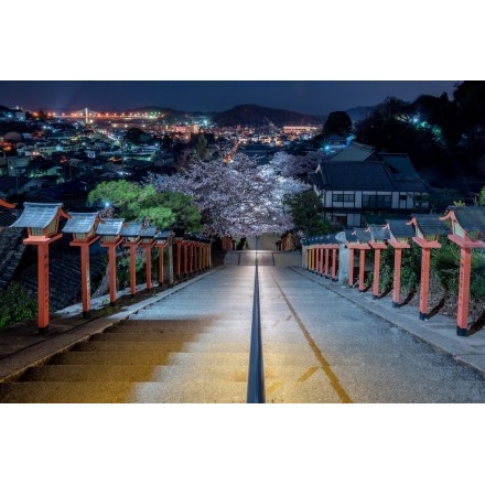 西國寺の夜桜