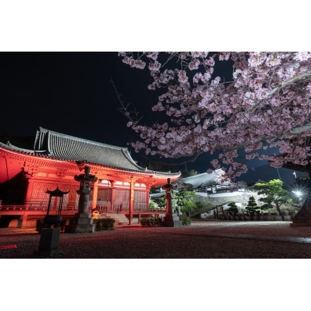 西國寺の夜桜