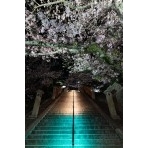 西國寺の夜桜