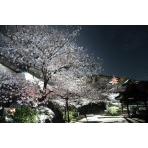 西國寺の夜桜