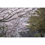 千光寺公園の桜風景