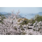 千光寺公園の桜ごしの風景