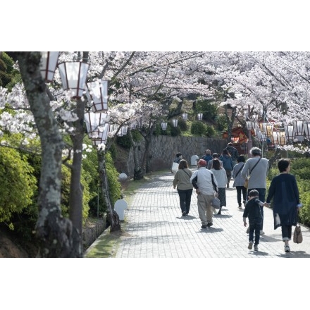 千光寺公園の桜風景