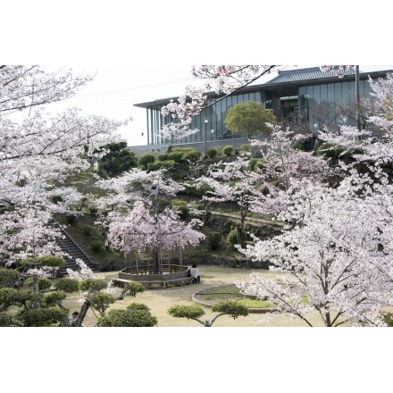 千光寺公園の桜風景