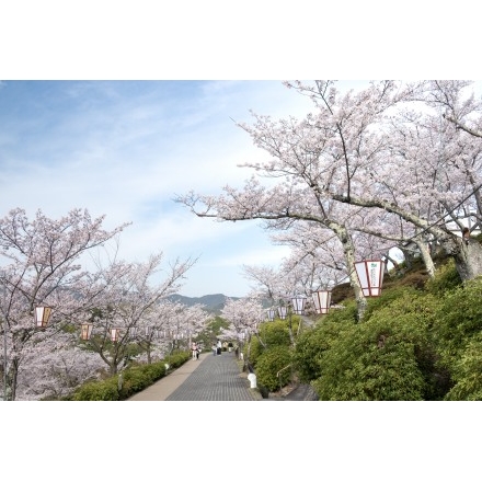 千光寺公園の桜風景