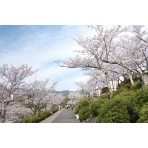 千光寺公園の桜風景