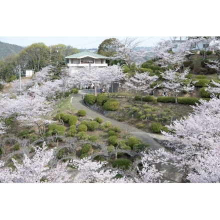 千光寺公園の桜風景