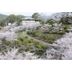 千光寺公園の桜風景