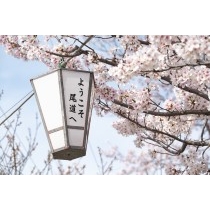 千光寺公園の桜とぼんぼり