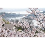 千光寺公園の桜ごしの風景