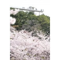 千光寺公園の桜と頂上展望台