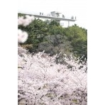 千光寺公園の桜と頂上展望台