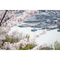千光寺公園の桜越しに見る尾道水道