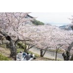 千光寺公園の桜風景と花見客