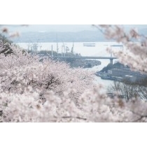 千光寺公園の桜越しに見る新尾道大橋