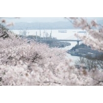 千光寺公園の桜越しに見る新尾道大橋